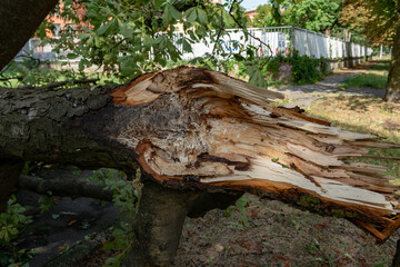 Downed trees, broken trunks from strong gusts of wind in the city, extensive weather damage, tornadoes and violent storms. Weather reports for destructive storms, torrential rains.