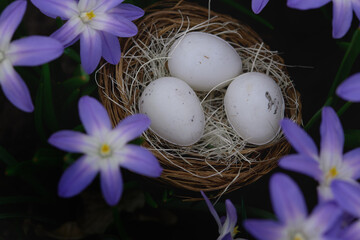 Three white eggs in a bird nest placed among purple spring flowers. Flat lay still life composition