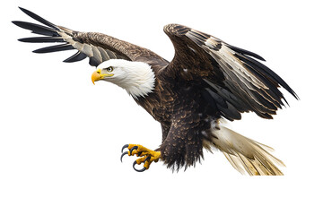 Fototapeta premium Majestic eagle soars. Feathers spread wide, talons extended. Powerful bird, embodying freedom and strength
