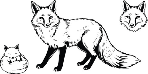Fototapeta premium Furry red fox relative, a wild wolf vector illustration, stands isolated