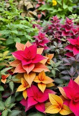 Vibrant coleus foliage interspersed with painted nettles in a lush garden, weed, ecology