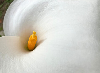 flor cala blanca Zantedeschia aethiopica cala de Etiopía aro de Etiopía lirio de agua cartucho...