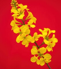 Obraz premium Vibrant yellow flower blossoms starkly contrast a rich crimson backdrop, blossom, red background