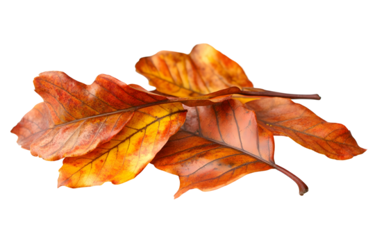 Fallen leaves in autumn hues. A pile of decaying foliage shows the color changing leaves of fall