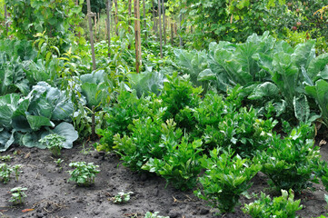 organically cultivated various vegetables  in the vegetable garden, summertime