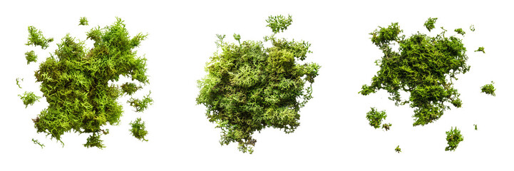 Obraz premium Set of Close-up shot of vibrant green moss cluster with detailed texture and natural shapes on transparent png background. Ai generated