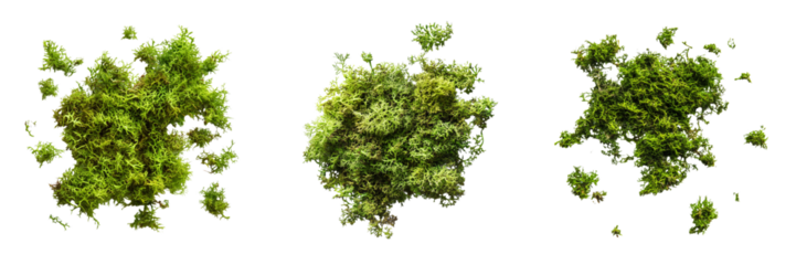 Set of Close-up shot of vibrant green moss cluster with detailed texture and natural shapes on transparent png background. Ai generated
