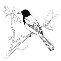 minimalist line art magpie illustration perched on branch smooth curved strokes elegant black outline white background