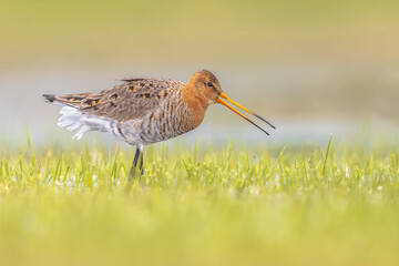Black-tailed Godwit wader bird walking