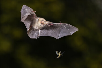 Brown Long-Eared Bat catching Moth in Forest Environment