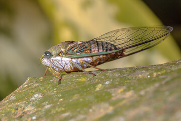 Green Cicada