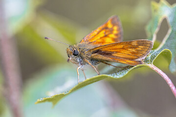 Large skipper resting on leaf