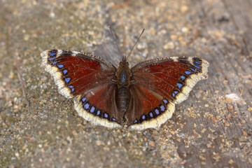 Mourning cloak warming in sun after hibernation