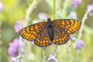 Small Pearl Bordered Fritillary Butterfly