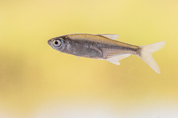 Sunbleak or Belica freshwater fish