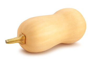 butternut path isolated on white