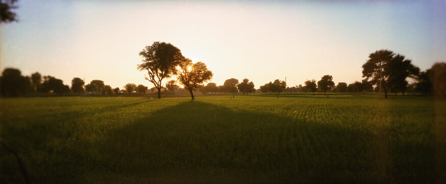 Panoramic view of trees on a landscape, Pushkar, Ajmer, Rajasthan, India.