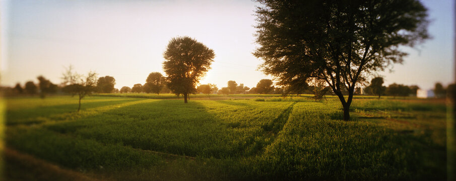 Panoramic view of trees on a landscape, Pushkar, Ajmer, Rajasthan, India.
