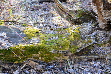 Close-up of moss growing on a fallen tree trunk