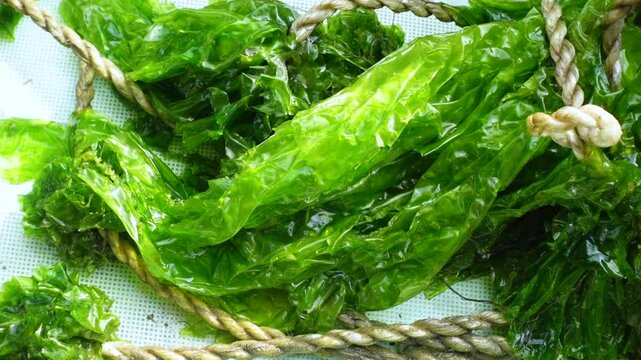 A close-up view of a macroscopic algae with a leaf-like flattened thallus and a light to dark green color. Sea lettuce is a new food source for humans.