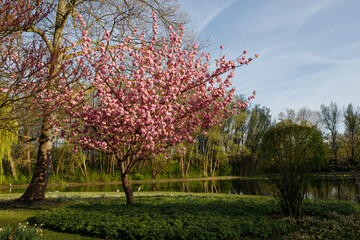 Kirschbl&uuml;te, Kirsche, Bl&uuml;te, wasser, abendstimmung, ruhe, entspannung, see, lichtstimmung, licht, rosa, 