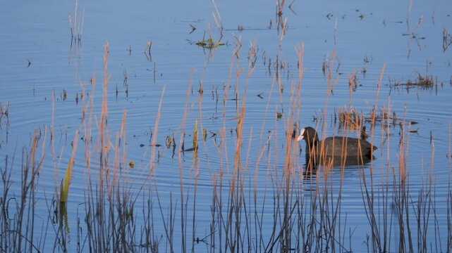 coot (Fulica atra) medium sized water bird swims amongst reeds and forages for food