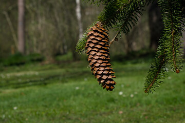 cone on a green spruce twig close-up	
