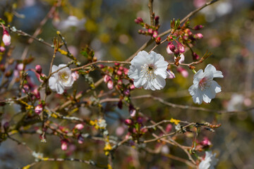 Hally Jolifette cherry flower on a twig on the blurred background close-up