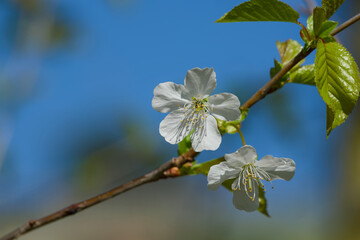 white cherry plum flower on a twig on a sunny spring day macro