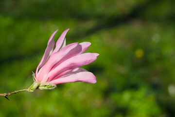 Obraz premium pink magnolia flower on a sunny spring day close-up