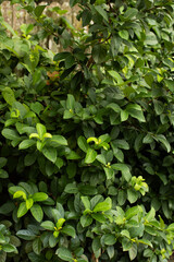 green leaves in the garden