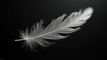 Obraz premium Elegant White Feather on Dark Background in Minimalist Contrast