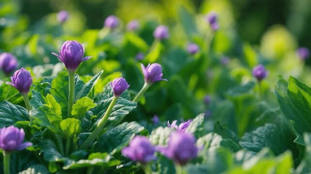 Purple endive flower growing and forming seed buds in vegetable garden.