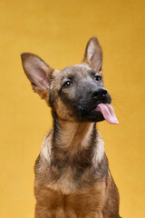 A wolfdog puppy sits with its tongue out, looking directly at the camera against a yellow backdrop. The pose conveys a lighthearted and fun personality.