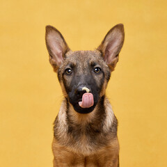 A wolfdog puppy tilts its head slightly while looking at the camera against a yellow background. The playful and inquisitive expression adds charm and warmth to the image.