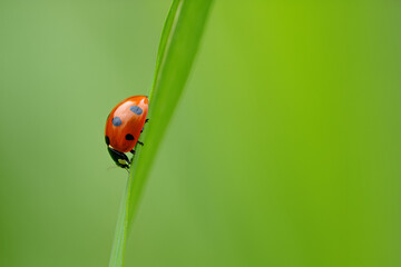ladybug on grass