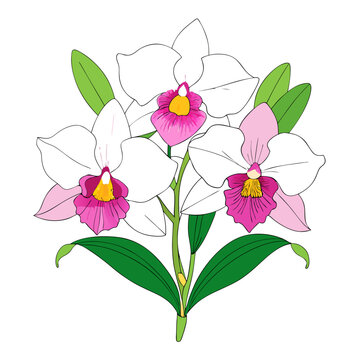 white orchids with pink and yellow details clip art preview