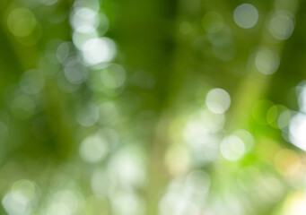 Blurry natural green coconut palm leaves bokeh with sunlight background for Spring product banner design,Green bokeh on nature abstract with copy space for Environment ecology or Easter background.