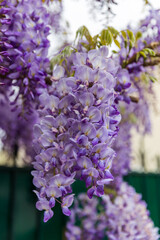 close up of lilac flowers