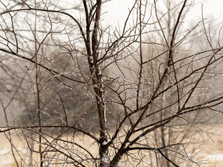 frozen water drops hang from tree branches