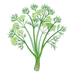  Stunning Fennel Bouquet Flowers Art