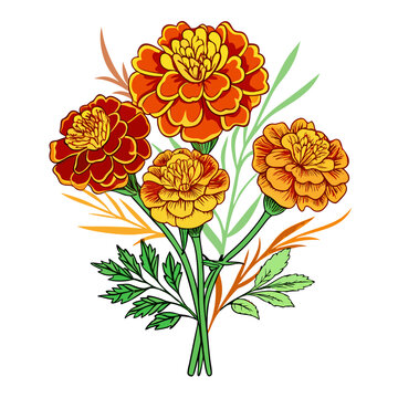 colorful marigold flowers bouquet on white clip art preview