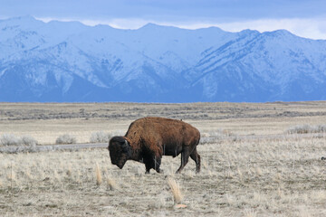 Bison on Antelope Island, Utah, in winter	