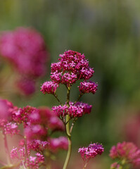 Flora of Gran Canaria -  Centranthus ruber, red valerian, invasive in Canaries natural macro floral...