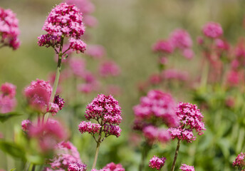 Obraz premium Flora of Gran Canaria - Centranthus ruber, red valerian, invasive in Canaries natural macro floral background
