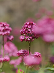 Obraz premium Flora of Gran Canaria - Centranthus ruber, red valerian, invasive in Canaries natural macro floral background