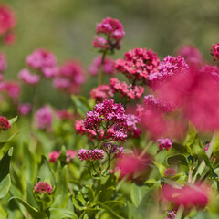 Flora of Gran Canaria -  Centranthus ruber, red valerian, invasive in Canaries natural macro floral background