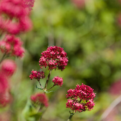 Flora of Gran Canaria -  Centranthus ruber, red valerian, invasive in Canaries natural macro floral background