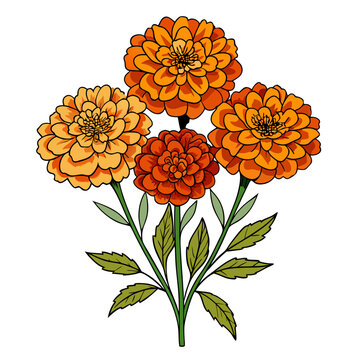 orange marigold flowers bouquet on white clip art preview