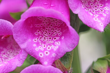 Close up of a foxglove flower